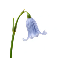 A Single, Graceful Bluebell