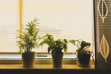 Sunlight streaming through blinds illuminating potted plants on a windowsill in a cozy indoor space