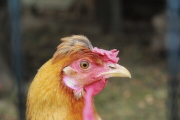 Portrait de poule brune 