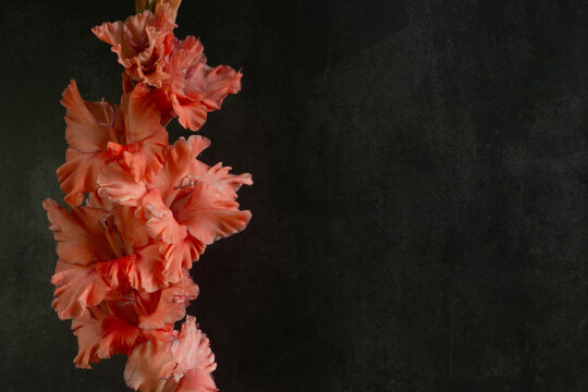 beautiful gladiolus on dark background