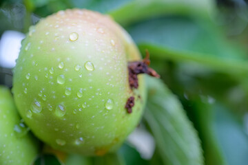 Close-up of green apples (Malus domestica) with water droplets hanging from a branch after rain.