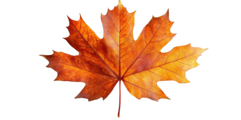 Colorful autumn maple leaf isolated on a white transparent background, for seasonal and nature-themed design projects