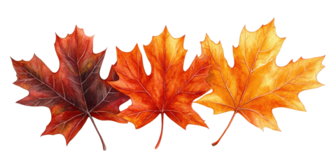Colorful autumn maple leaf isolated on a white transparent background, for seasonal and nature-themed design projects