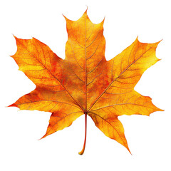 Fototapeta premium Colorful autumn maple leaf isolated on a white transparent background, for seasonal and nature-themed design projects
