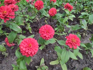 Summer flowers. Zinnia. Garden plants.