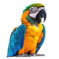 Fototapeta premium Colorful macaw parrot isolated on a white transparent Background