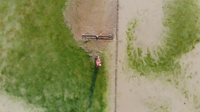 Bogura, Bangladesh - 22 August 2025: Aerial view of a lone farmer toiling with a wooden rake across the flooded field, creating patterns in the earth and water.