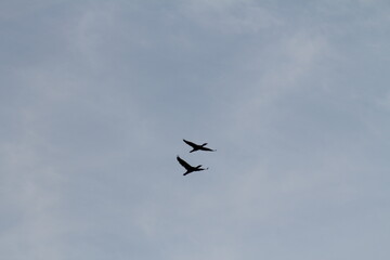 Vögel im Flug