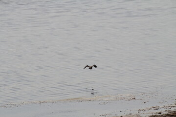 Flug