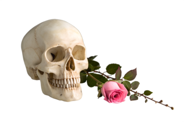 Human skull and pink rose isolated on white background