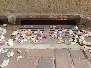 Colorful bougainvillea petals and dry leaves are scattered on a sidewalk around a storm drain. A poignant urban scene of fleeting beauty, decay, and nature in the city.
