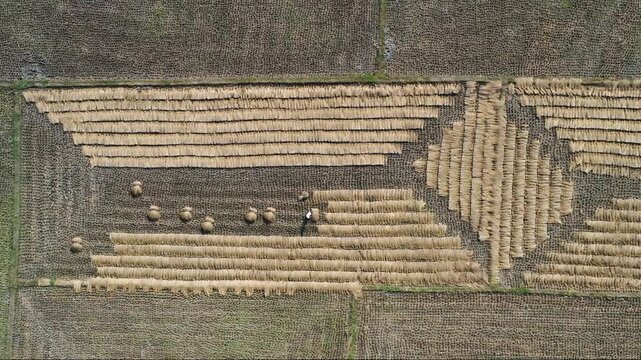 Jashore, Bangladesh - 22 August 2025: Aerial view of jute laid out in geometric patterns across expansive fields, creating a textured mosaic of golden hues.