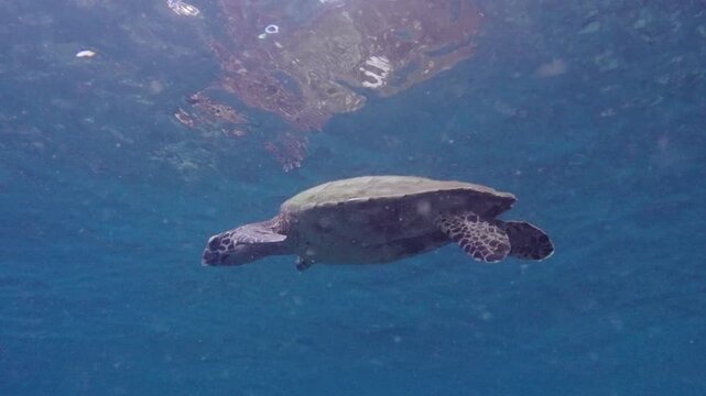 A Sea Turtle Swimming