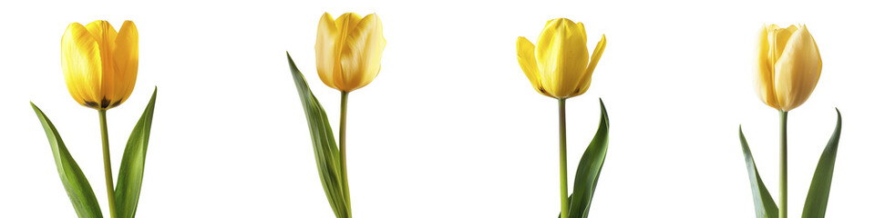 Fototapeta premium Beautiful yellow tulips are standing upright a transparent background Generative AI