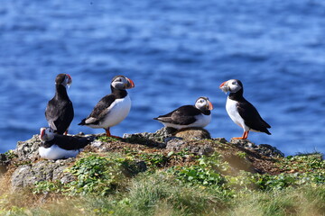 Group of puffins sitting on the edge of a cliff with beaks full of small fish and dark sea in the...