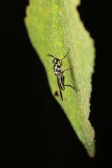 The Black Soldier Fly (Hermetia illucens), a member of the family Stratiomyidae, plays a crucial role in decomposing organic matter such as manure and food waste. 