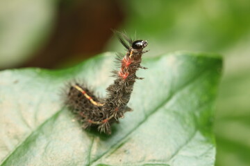 The caterpillar is the larval stage of a butterfly or moth, likely from the family Lymantriidae. It has a hairy, colorful body and perches on leaves for feeding and habitat.