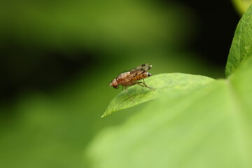 The fruit fly  is a small insect of the family Drosophilidae, widely used in genetics and biology research, and also recognized as a common agricultural pest on fruits and crops.