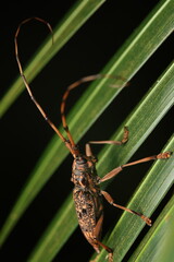 Longhorn Beetles (Cerambycidae) possess antennae longer than their body and are commonly found on trees and plants. They play an important role in forest growth and ecosystem dynamics.