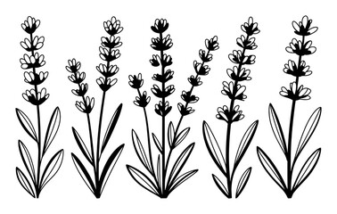 Black and White Line Art Illustration of Lavender Stalks