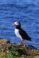 Majestic puffin standing calmly with a catch of fish in its bright orange beak against the dark blue ocean, lit by summer sunlight