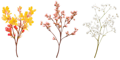 Fototapeta premium Floral set small sprigs of yellow Berberis Thunbergii, pink Chamelaucium, and white gypsophila isolated on a white transparent background