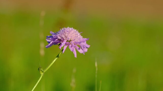Field scabious flower swaying in the wind in a sunny meadow, close-up