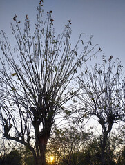 A bare tree silhouette with thin branches against a soft sunset sky, capturing the calm and natural beauty of dusk