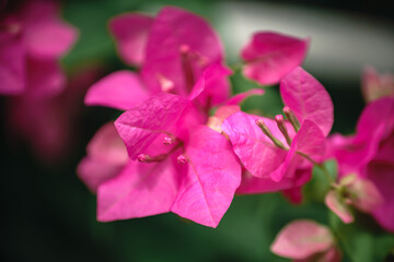 Bougainvillea