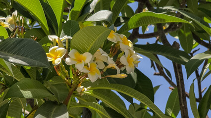 Plumeria plant with flowers close-up. Exotic plumeria flowers with yellow and white petals in bloom...
