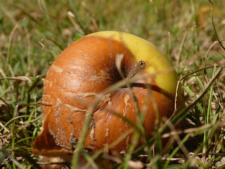 Closeup of a Decaying Apple in Autumn.