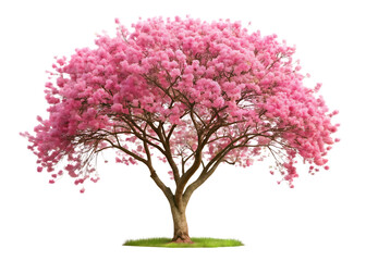 Obraz premium Tree with pink flowers is standing alone isolated on white background ,PNG.AI Generated.