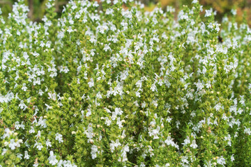 Winter savory, Satureja montana,perennial savory.  Small white flowers.