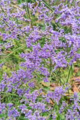 Limonium gmelini, the Siberian statice, is a species of flowering plant. Perennial plant  which  small blue-purple flowers.