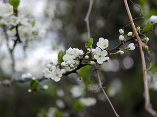 Blume