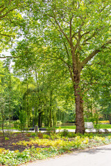 Obraz premium A beautiful landscape picture of a small lake in a park in Amsterdam, Netherlands; with mirror reflection on the water.