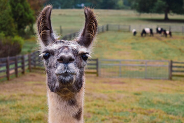 Obraz premium llama in the zoo