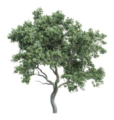 Obraz premium PNG Real oak tree background green white.