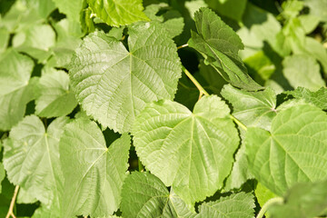 Close up of lush green leaves in sunlight on a bright summer day.