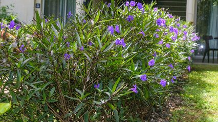 Tropical Beach and Turquoise Lagoon, Mauritius Island Landscape in August 2025