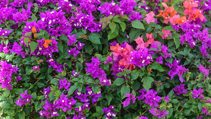 Tropical Beach and Turquoise Lagoon, Mauritius Island Landscape in August 2025