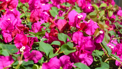 Tropical Beach and Turquoise Lagoon, Mauritius Island Landscape in August 2025
