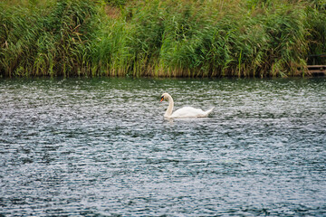 A white swan swims on the Cybina River on a summer day