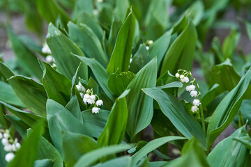 Obraz premium Lush lily of the valley green leaves and delicate white flowers in blooming garden.