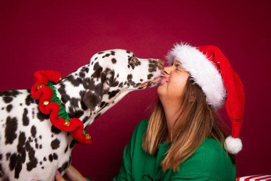 Close-up Side view of a woman wearing a santa hat and her dalmatian pet dog licking her face at Christmas