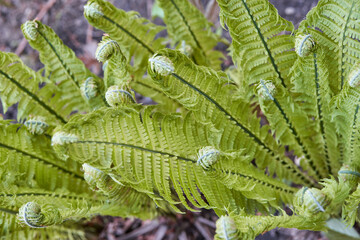 Close up of young green fern fronds unfurling in natural outdoor setting.
