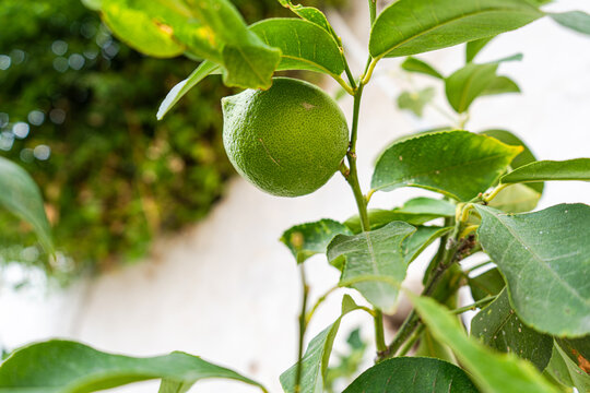 Close-up of a fresh lemon growing on a tree in a city street, Athens, Greece