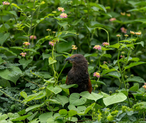 red winged blackbird