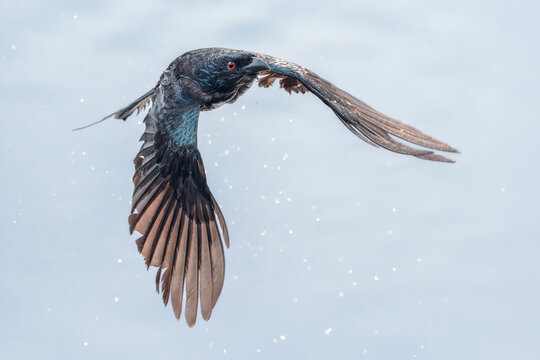 A wet, wild spangled drongo (Dicrurus bracteatus) in flight with water droplets coming off it, Australia