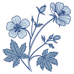 cranesbill hardy geranium blue on white background 